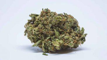 popular weed strains