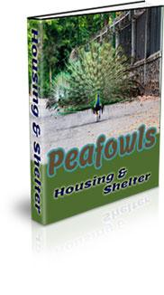 peafowl housing