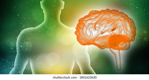 3d Illustration Human Health Brain Stock Illustration 1841623630 ...