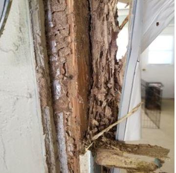 termite_remediation_wesley chapel pest control.jpg