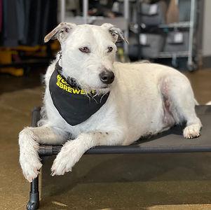 helpful tools for dog behavior