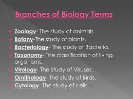 PPT - Branches of Biology Terms PowerPoint Presentation, free download -  ID:6513057