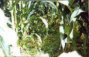 Nawóz zielony okrywa glebę wokół kukurydzy.