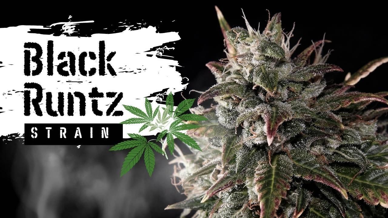 Discover Black Runtz Strain | GHouse DC