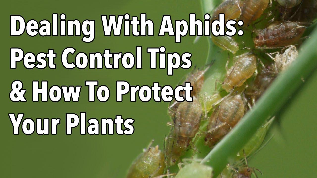 bigbug pest control service Johannesburg