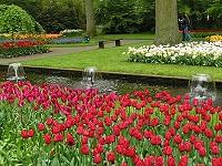 Tulipany, trawa oraz woda