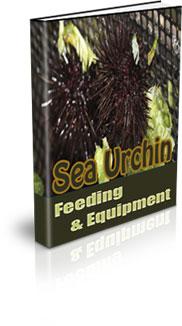sea urchin feeding