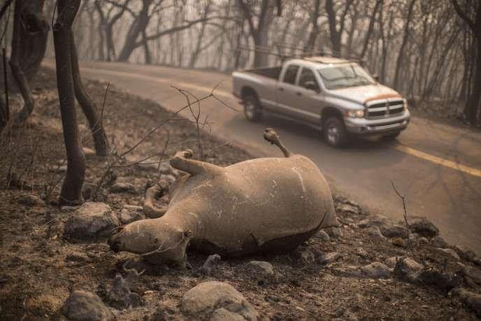 Le cadavre d’une vache lors d’un incendie près de Napa,           en Californie, en 2017.