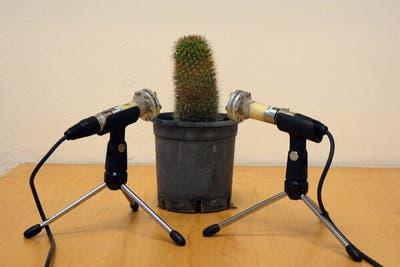 An experimental setup with a cactus.
