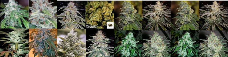 chemdawg seeds