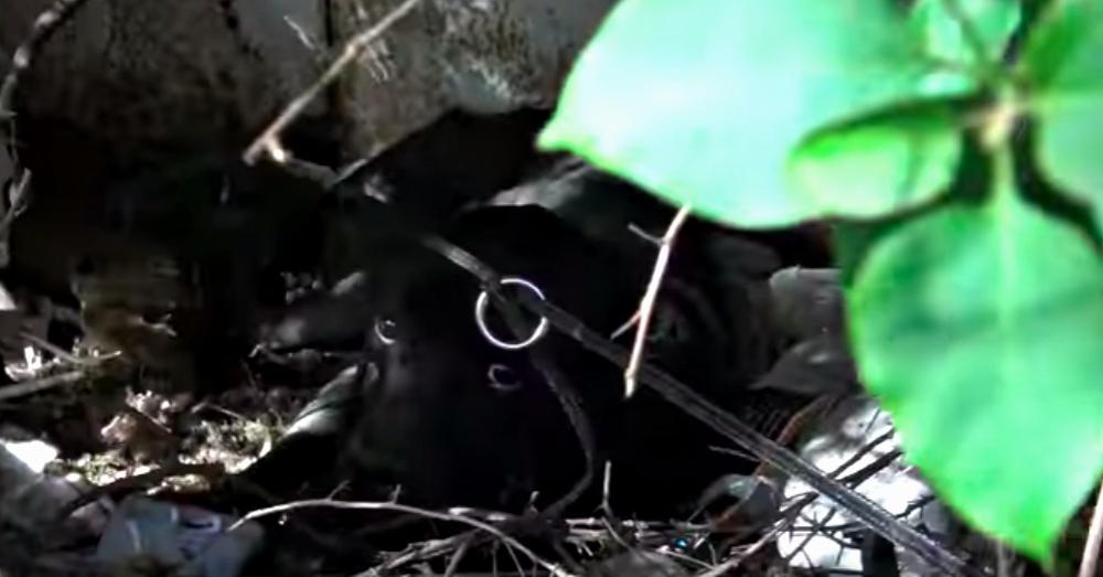 Screen Shot: YouTube/Hope For Paws