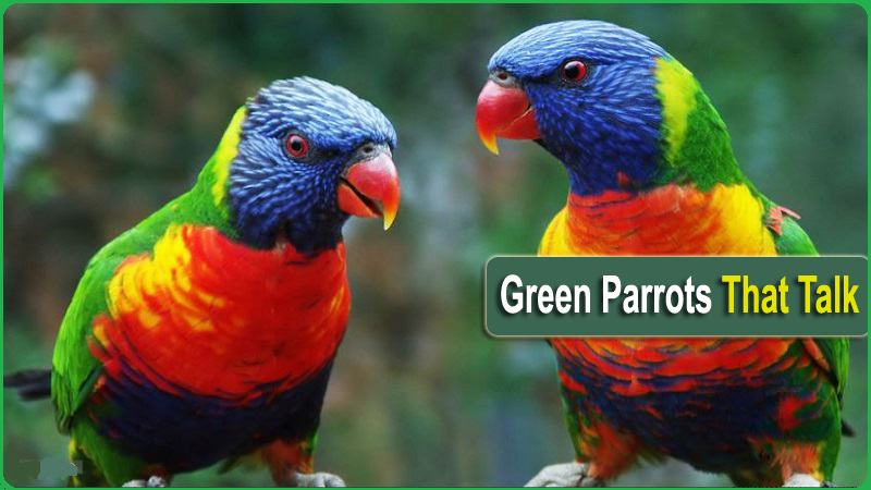 Green Parrots That Talk