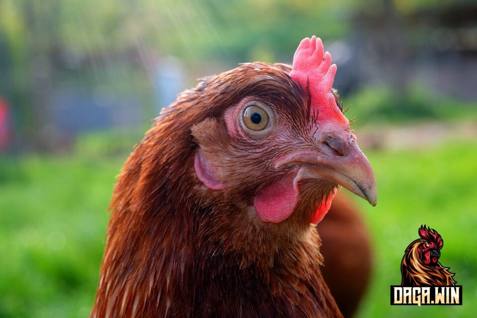 Gà bị gãy mỏ không cho ăn cám viên