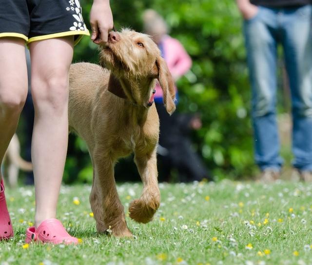 boost your dog's agility