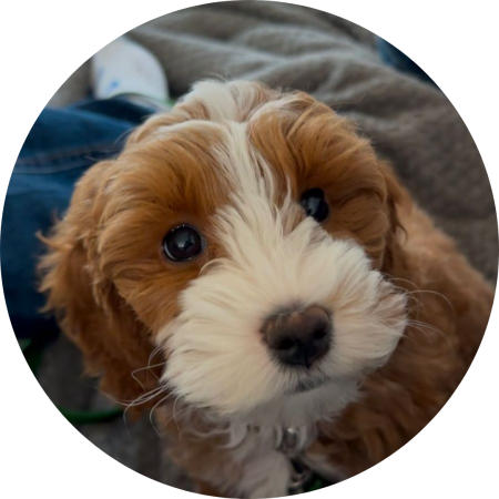 Pure Dog Training tools