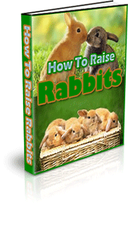 how to raise rabbits