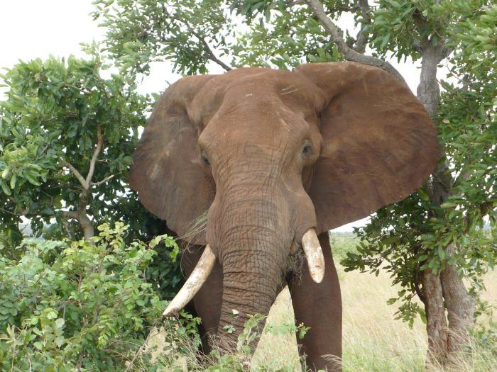Słoń w Parku Krugera RPA