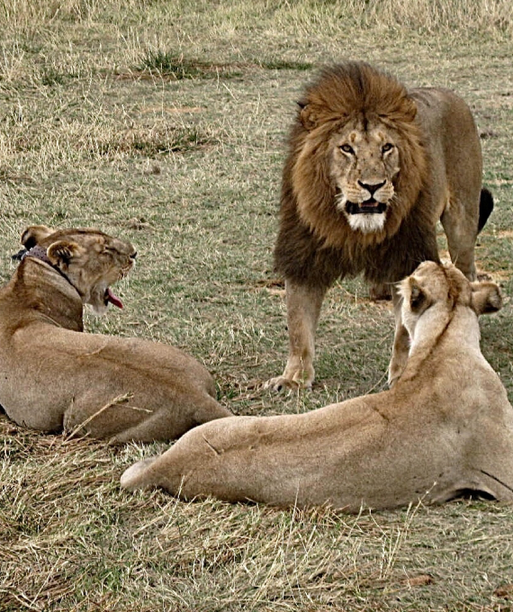 The Ultimate Guide to Wildlife Safari Tours in Serengeti National Park