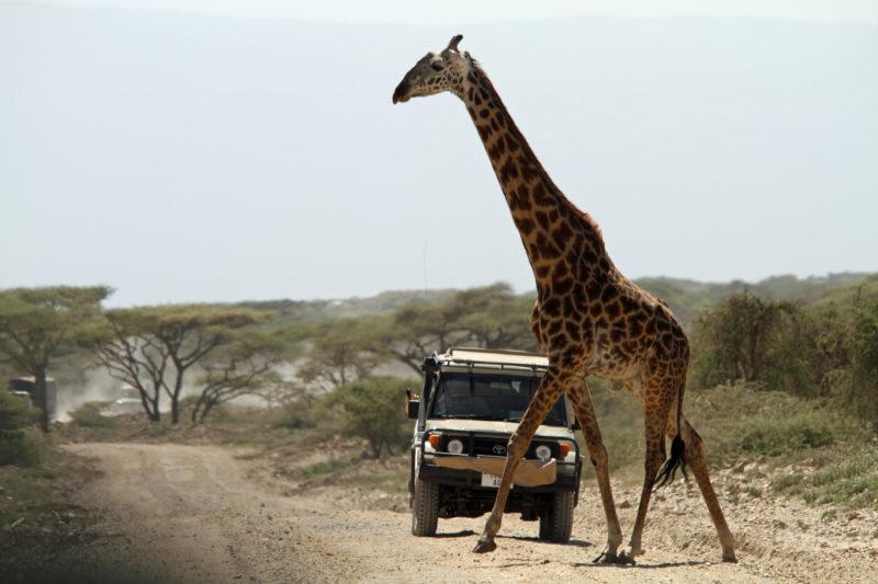 Zimbabwe Safari Tours