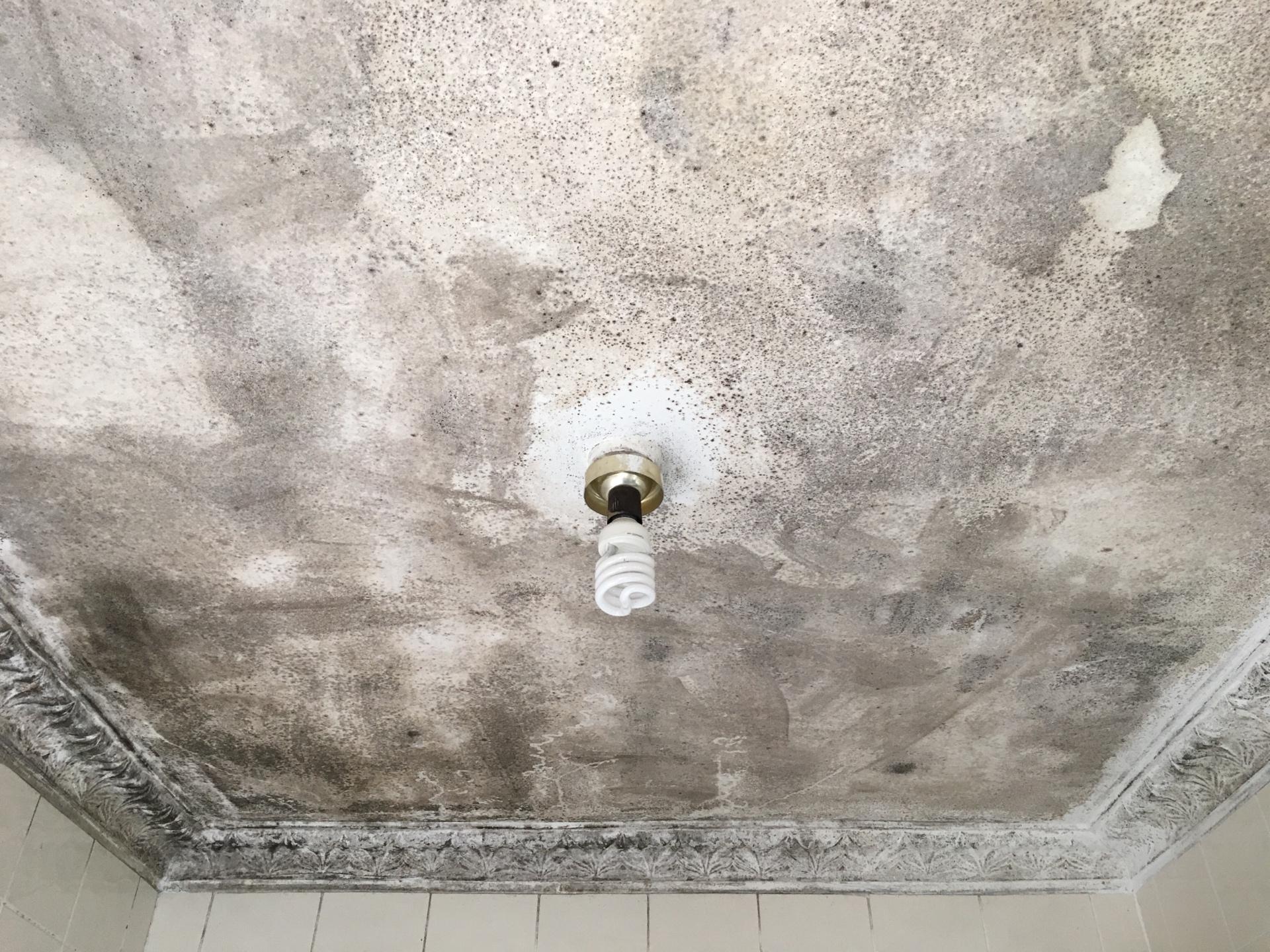 Mould Removal Adelaide