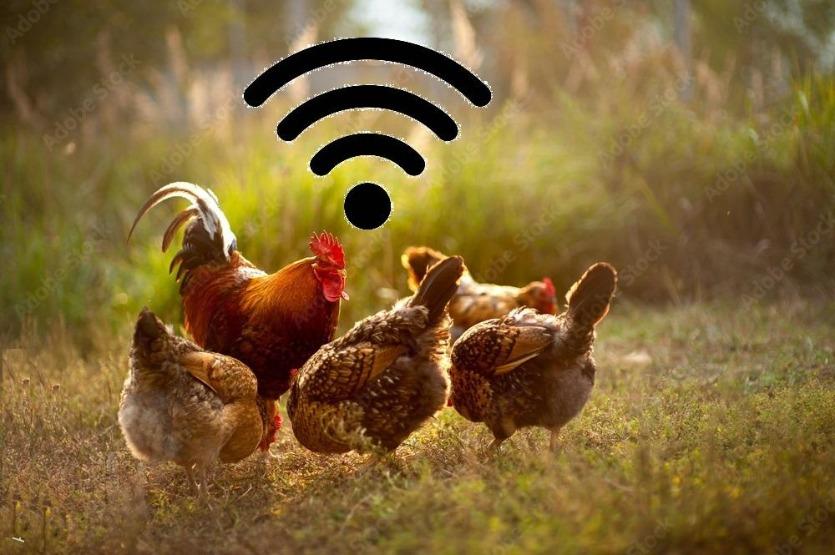 chicken-wifi