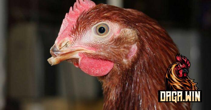 Cách chăm sóc gà bị gãy mỏ