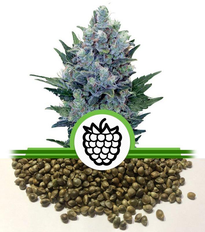 Cannabis Seeds Vermont
