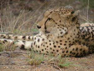 Gepard widziany w Parku Krugera
