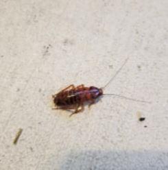 roach pest control wesley chapel fl.jpg