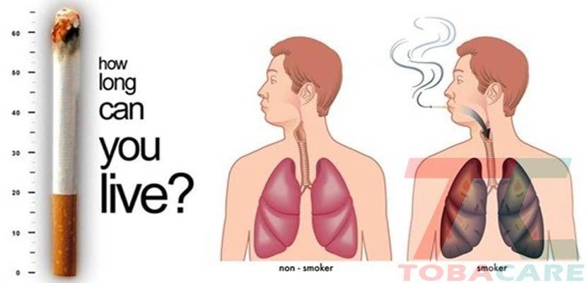 Số người chết vì thuốc lá