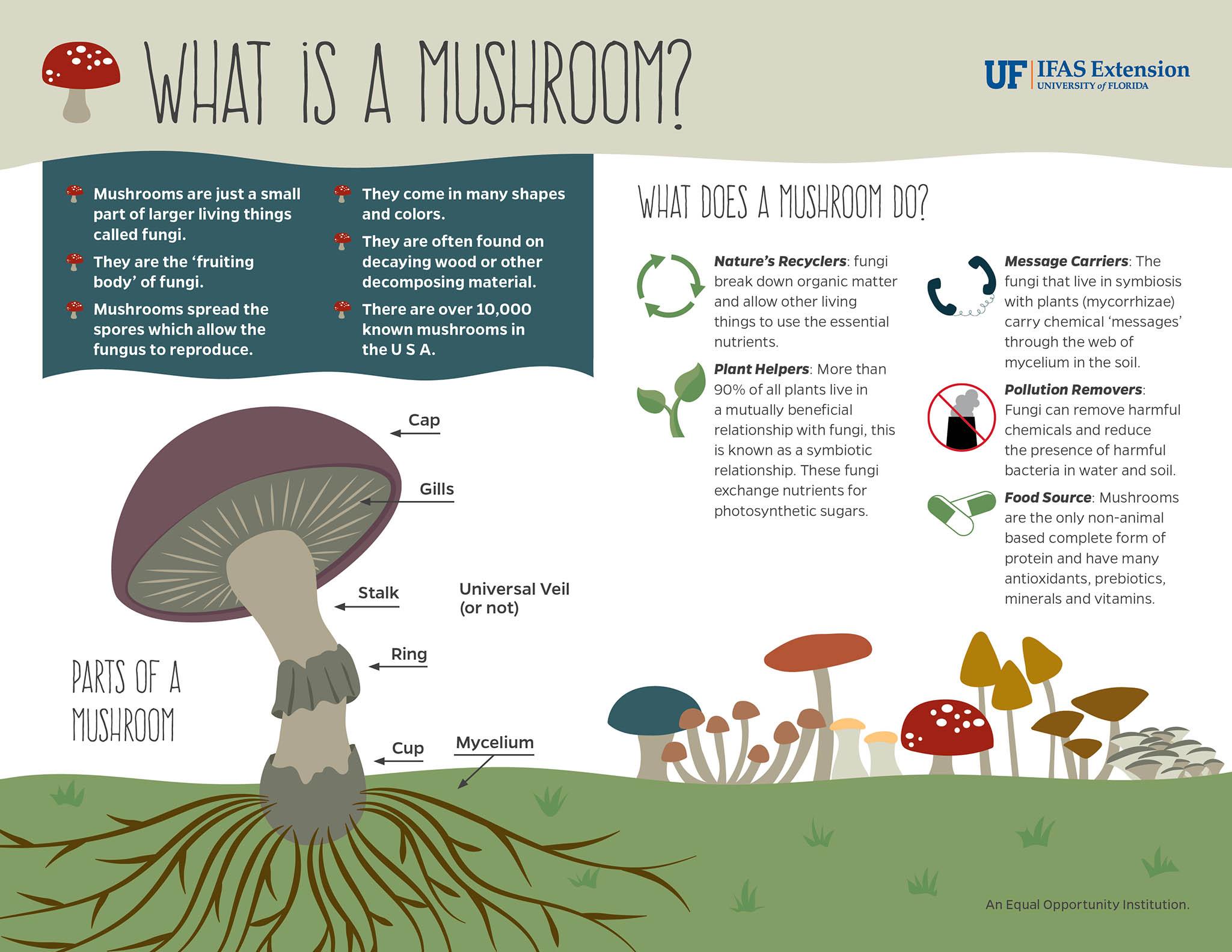 ManateeCo_MushroomInfographic_Final.jpg (2049×1583)