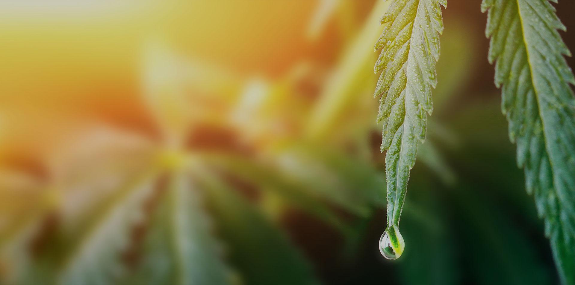 From Buds to Business: Understanding Michigan's Cannabis Economy