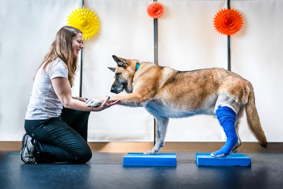 Dog with a blue bandage on its hind leg undergoing physical therapy for a CCL tear in dogs. A therapist helps the dog with balance exercises to aid in its recovery.