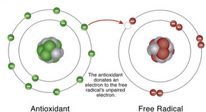 antioxidandonation.jpg