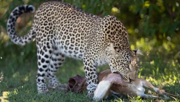 Go for the best serengeti national park holidays