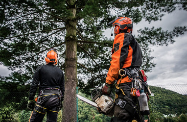 Why Hire Professional Arborist Toronto