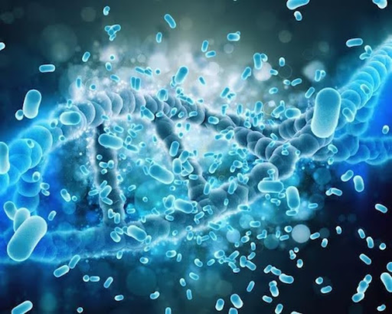 Lactobacillus Rhamnosus Manufacturers
