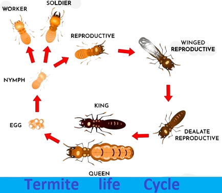 Termite Pest Control Services in Noida Sector 3 | Top Pest Control in Noida