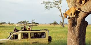 unforgettabletanzaniawildlifeexperienceadventurejourney.jfif