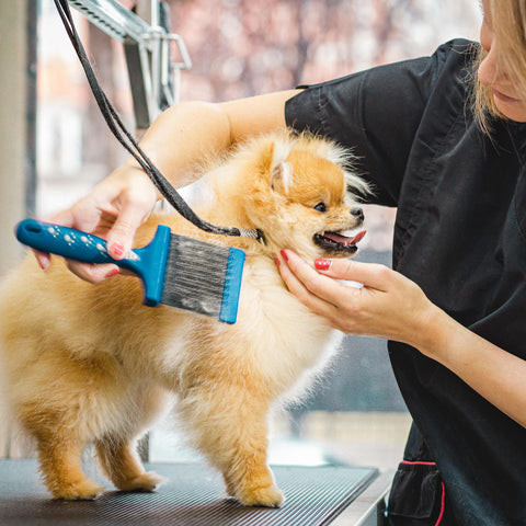 Professional Dog Groomers Winter Park