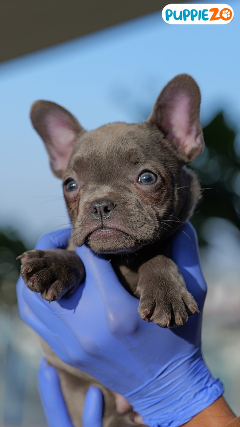frenchbulldogpuppies.jpg