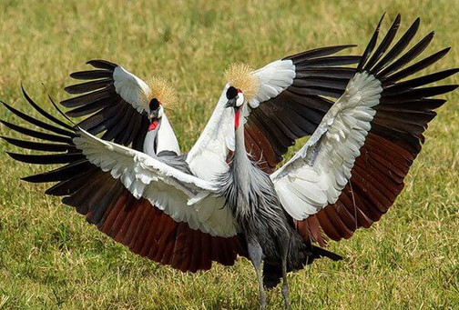 Choose The Amazing Bird Watching Safari Tanzania