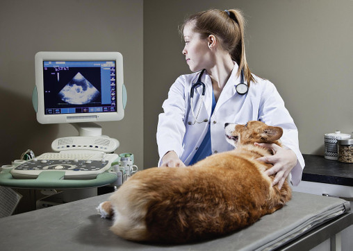 animalultrasoundmarket.jpg