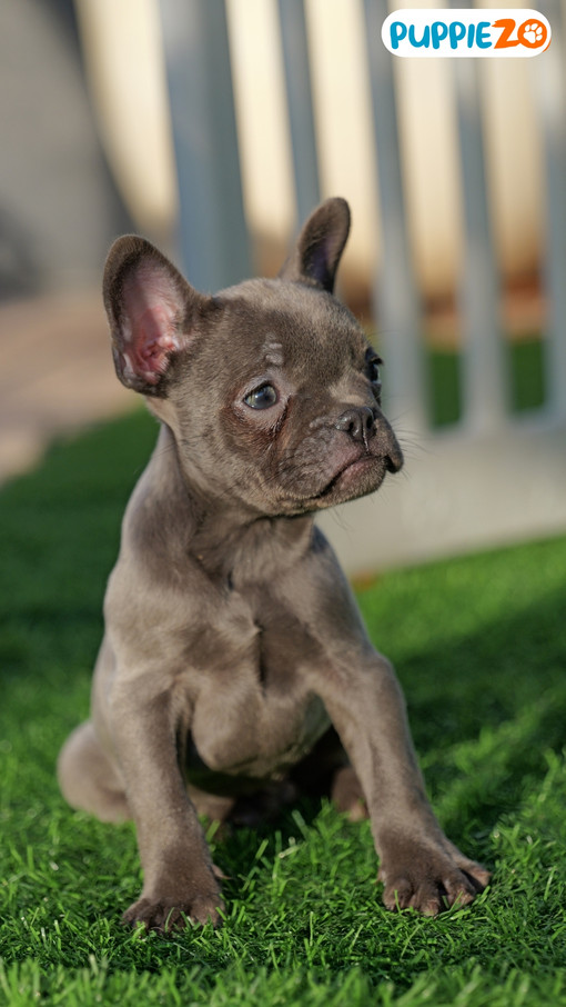 frenchbulldogpuppies.jpg