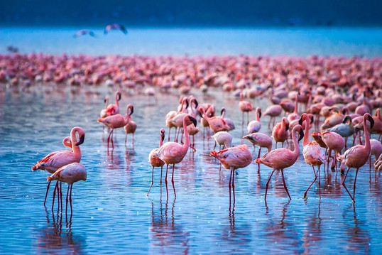 A Guide To Lake Nakuru National Park And Tarangire National Park