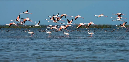 Chilika Lake Tour from Puri for Amazing Experience 