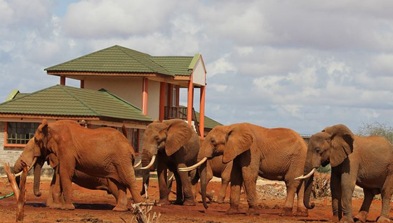 Choose the best and luxury african safari tours