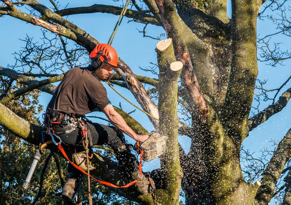 certifiedarboristsvsregulartreeservices.jpg