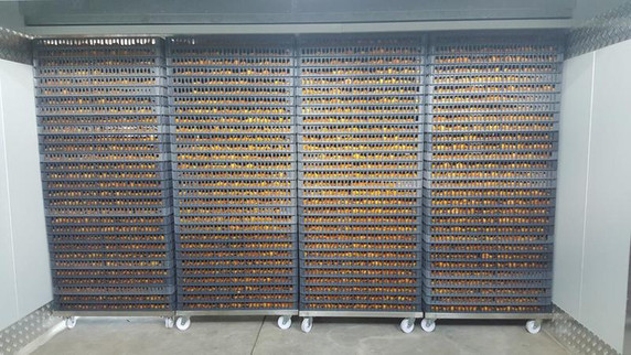 vegetableandfruitdryer2.jpg