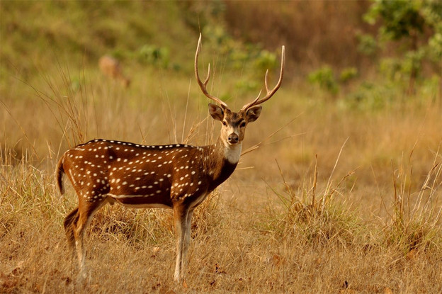 Gir National Park & Sanctuary - Anil Farms Gir Jungle Resort